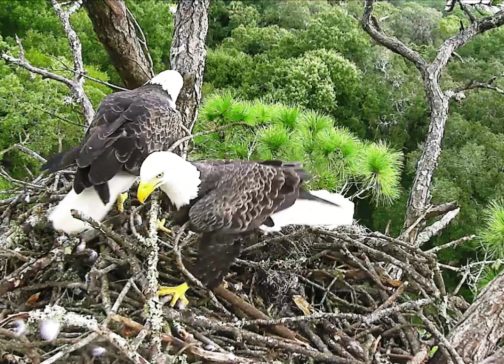 NE Eagle Cam - nest building 10-1-2014